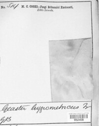 Astraeus hygrometricus image